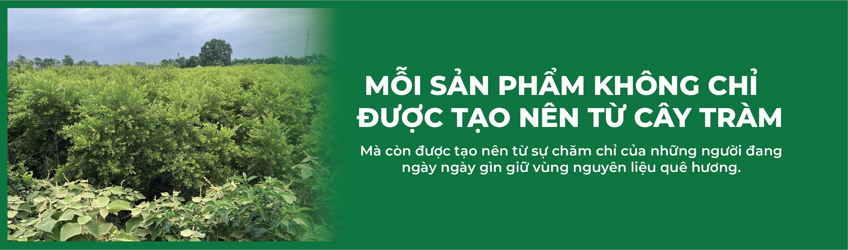 Banner chiến dịch Mệ Đoan - section 12